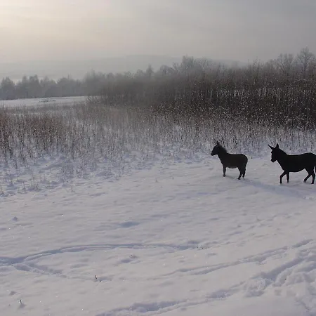 Folwark Wrzosowka 빌라