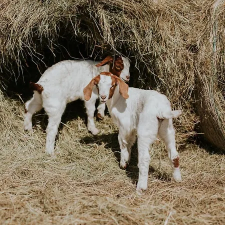 빌라 Folwark Wrzosowka