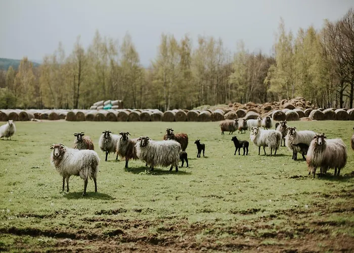 Folwark Wrzosowka * Klopotnica