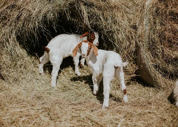 Villa Folwark Wrzosowka